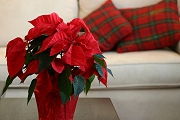 Christmas Decorating Ideas for living rooms and family rooms.