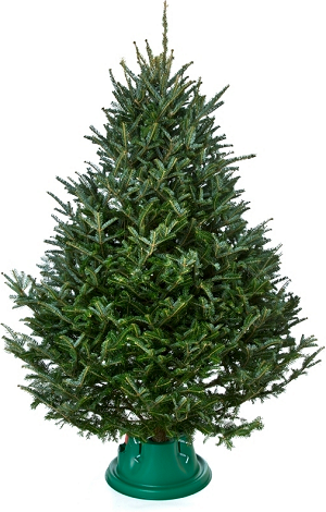 Christmas Tree Care and Decorating Tips