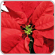 The History of Poinsettias